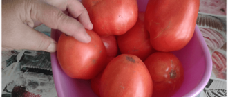 красные томаты