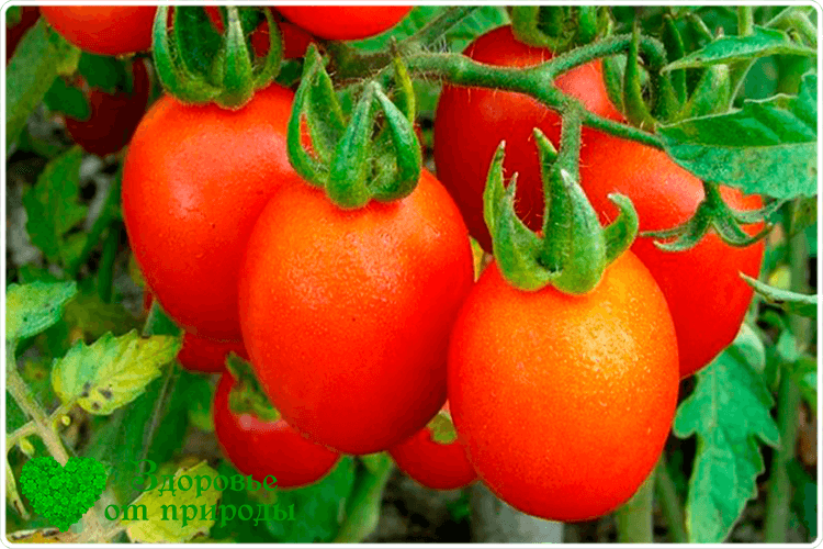 помидоры на ветке